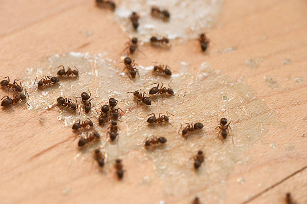 Best Pest Control Treatment  in Cheverly, MD