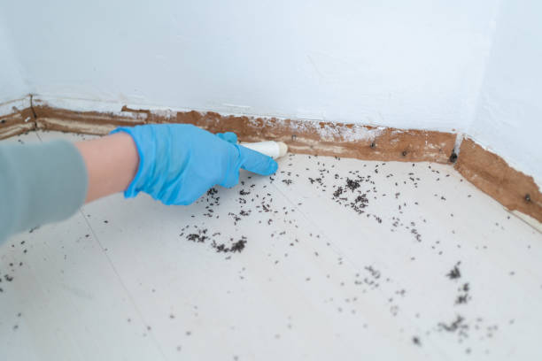 Wasp Removal Services in Cheverly, MD